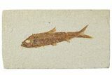Detailed Fossil Fish (Knightia) - Wyoming #244149-1